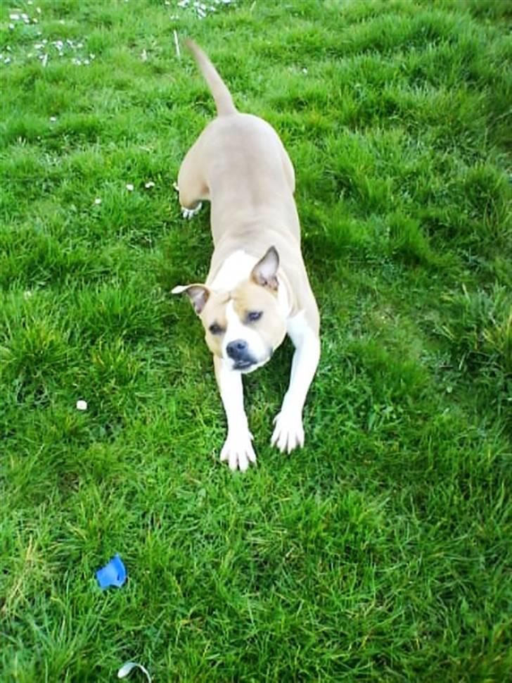 Amerikansk staffordshire terrier Tippe billede 8