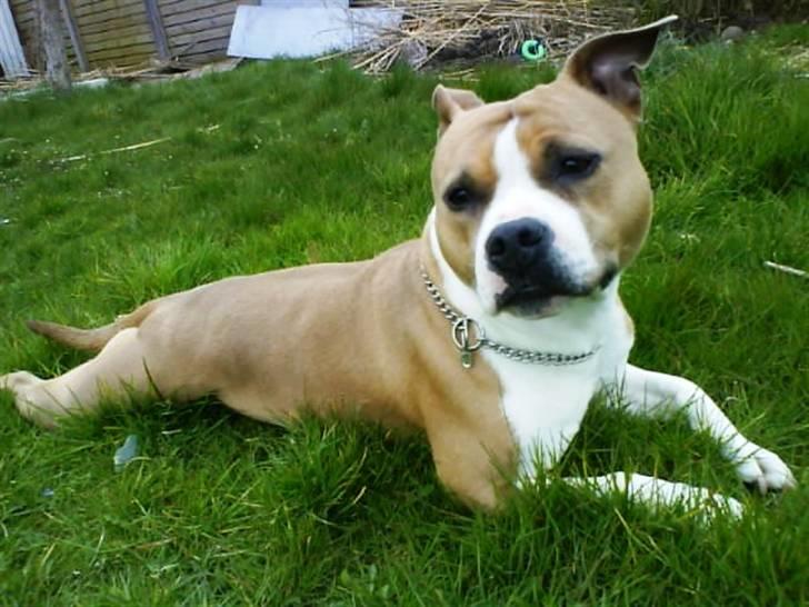Amerikansk staffordshire terrier Tippe billede 9
