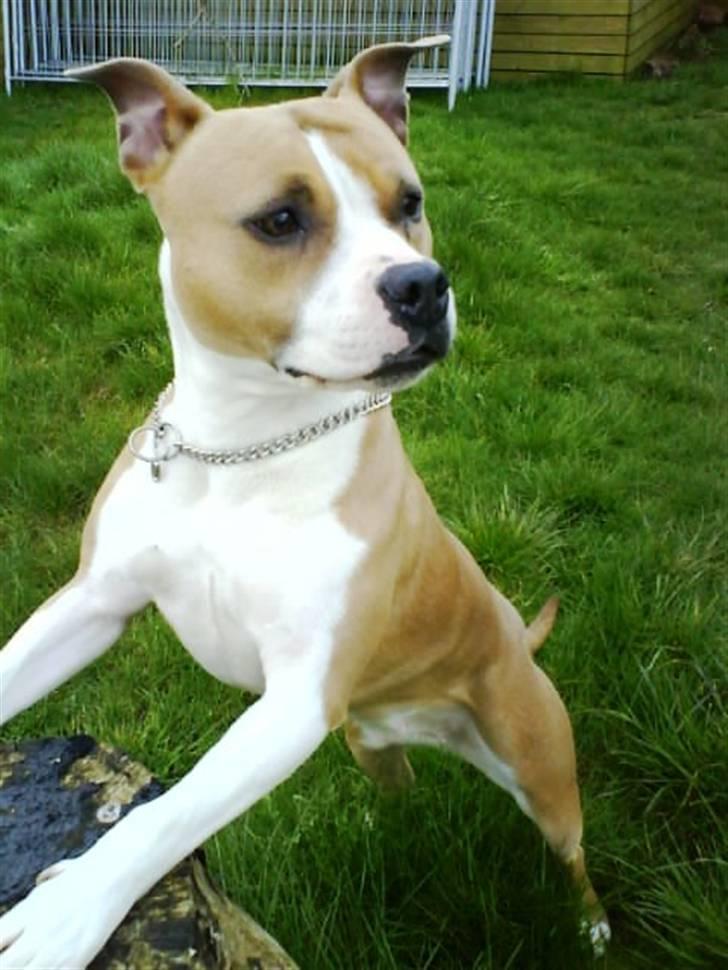 Amerikansk staffordshire terrier Tippe billede 10