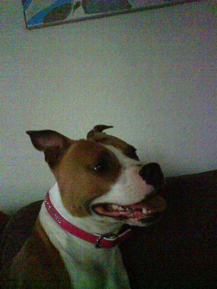 Amerikansk staffordshire terrier Tippe - Kan godt være lidt fotogen engang imellem billede 11