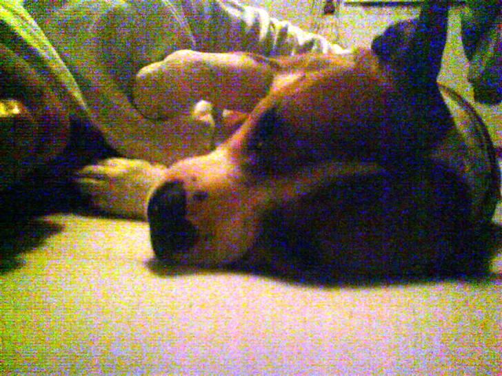 Amerikansk staffordshire terrier Tippe - Putte i sengen er det bedste billede 12