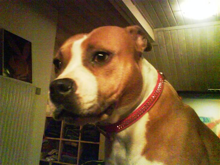 Amerikansk staffordshire terrier Tippe - Stop nu ellers bliver jeg tøsefornærmet ;) billede 13