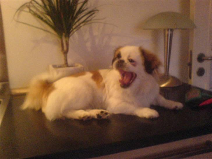 Pekingeser Tøzen billede 7