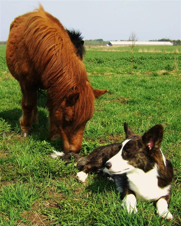 Welsh corgi cardigan Rassemanns Hot Gossep - joey og mit føl, mette :D mette synes joey er vildt interesant, og joey er lidt ligeglad... billede 19