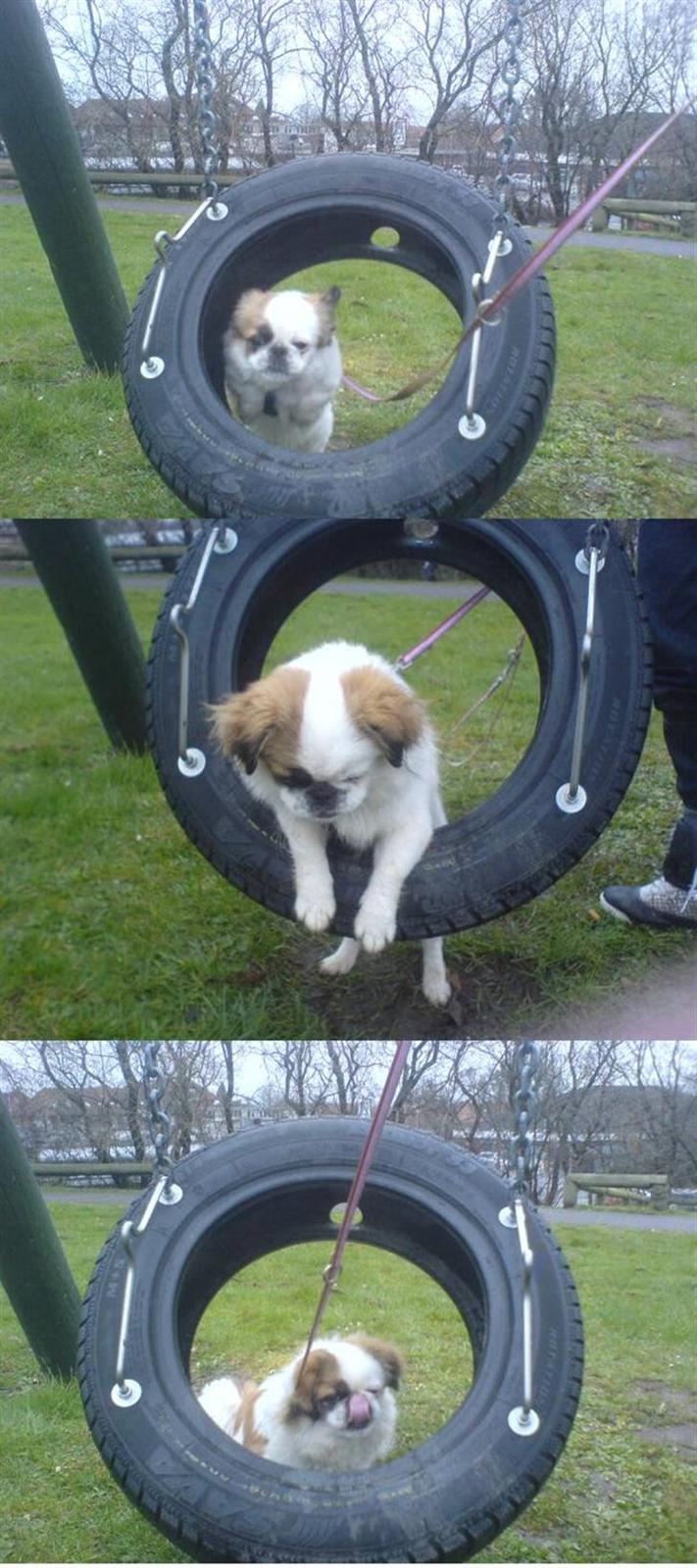 Pekingeser Tøzen billede 8