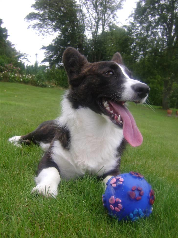 Welsh corgi cardigan Rassemanns Hot Gossep - det var så mig..farvel..nu er jeg også træt..tak for besøget,,    billede 20