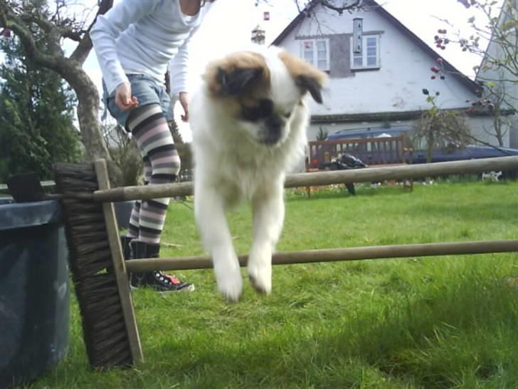 Pekingeser Tøzen billede 9