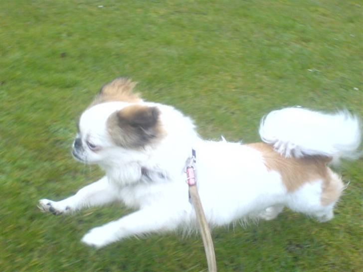 Pekingeser Tøzen billede 10