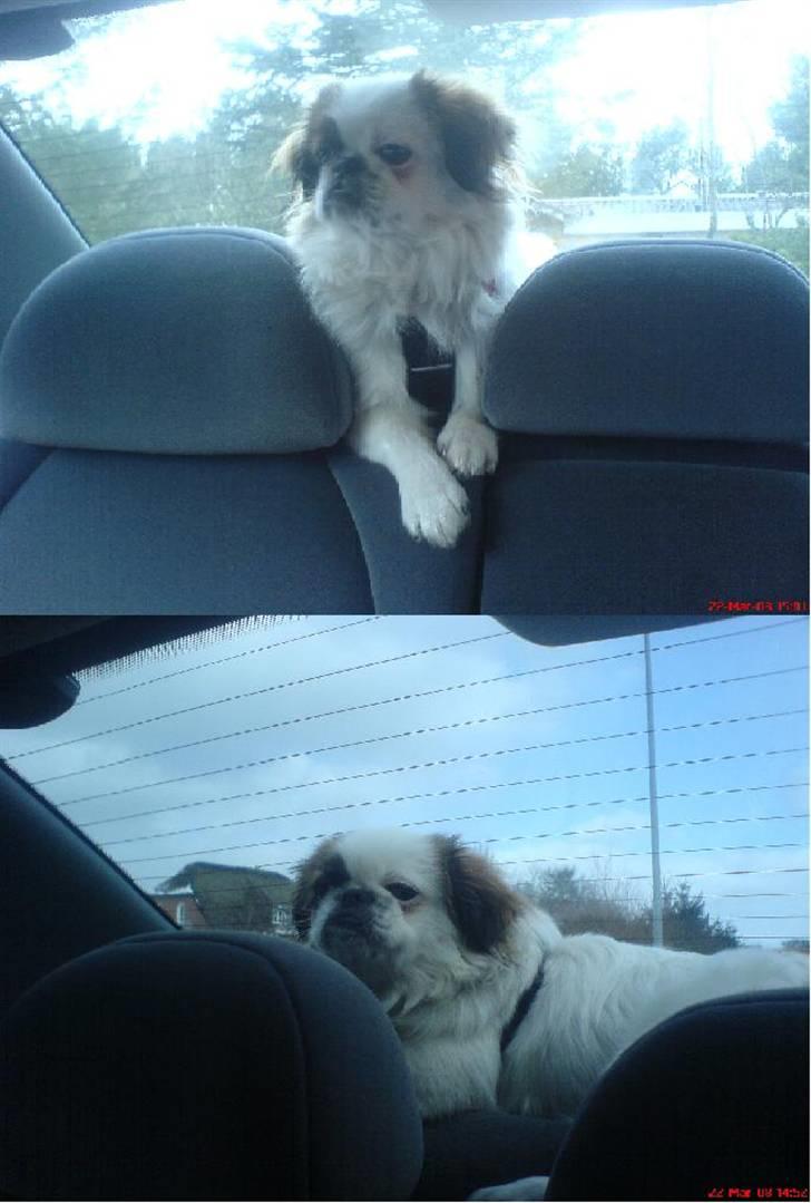 Pekingeser Tøzen billede 11