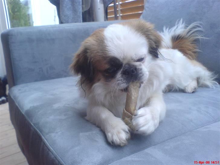 Pekingeser Tøzen billede 12