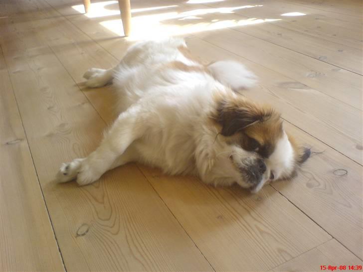 Pekingeser Tøzen billede 13