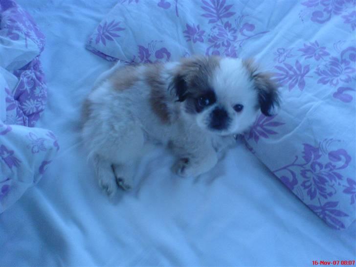 Pekingeser Tøzen billede 14