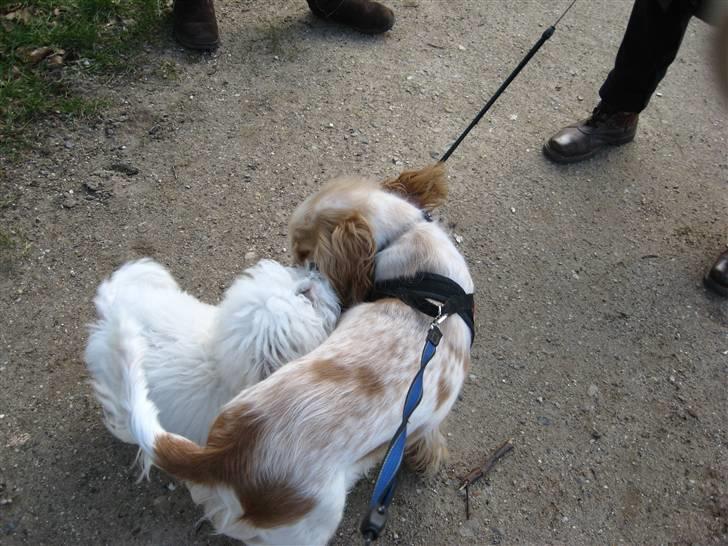Cocker spaniel Freja r.i.p 20.1.19 - Hej Basil, skal vi lige kramme lidt :o) ----(på gåtur med Basil(Bichon Frisè) billede 13
