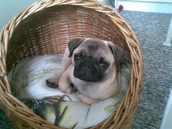 Mops Berta - Jeg ligger lige i min katteseng :D billede 14