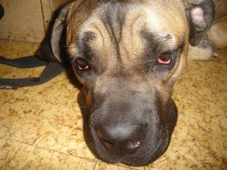 Cane corso malou billede 10