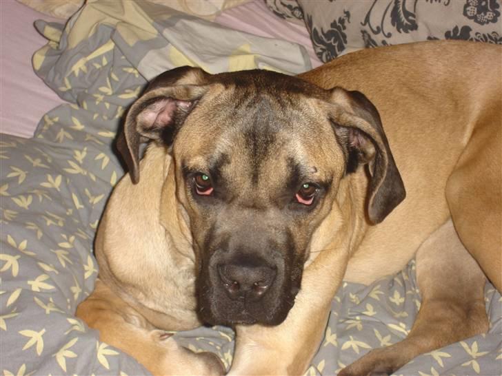 Cane corso malou billede 11