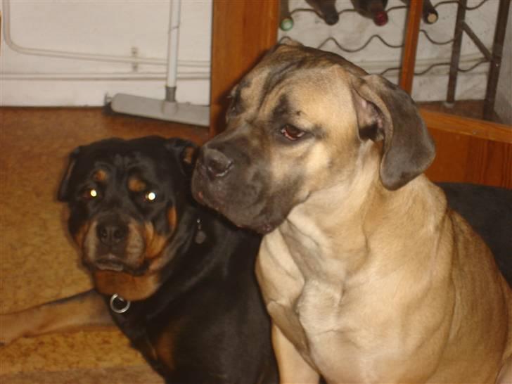 Cane corso malou billede 12