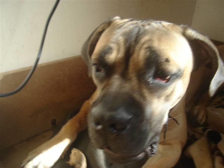 Cane corso malou billede 13