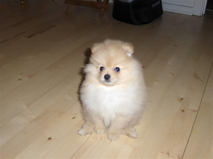 Pomeranian Svendsen - nååå lille Svendsen billede 7