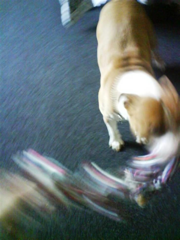 Amerikansk staffordshire terrier Tippe billede 14