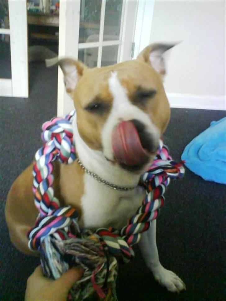 Amerikansk staffordshire terrier Tippe billede 15