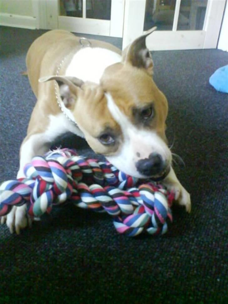 Amerikansk staffordshire terrier Tippe billede 16