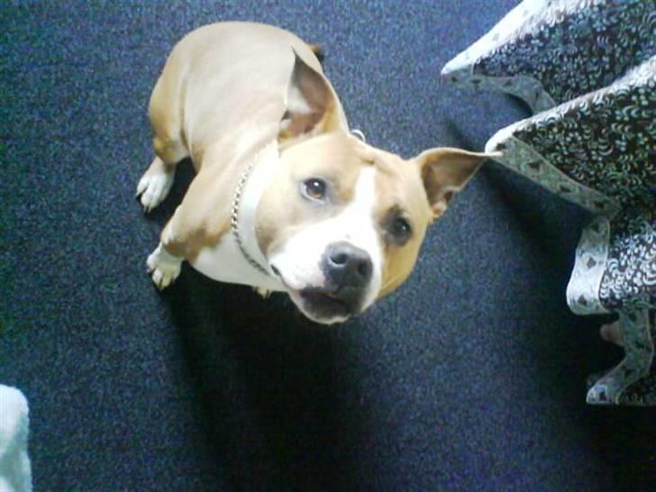 Amerikansk staffordshire terrier Tippe billede 17