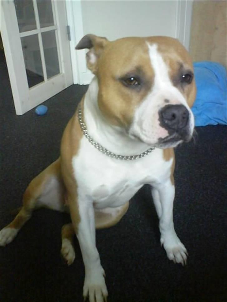 Amerikansk staffordshire terrier Tippe billede 18