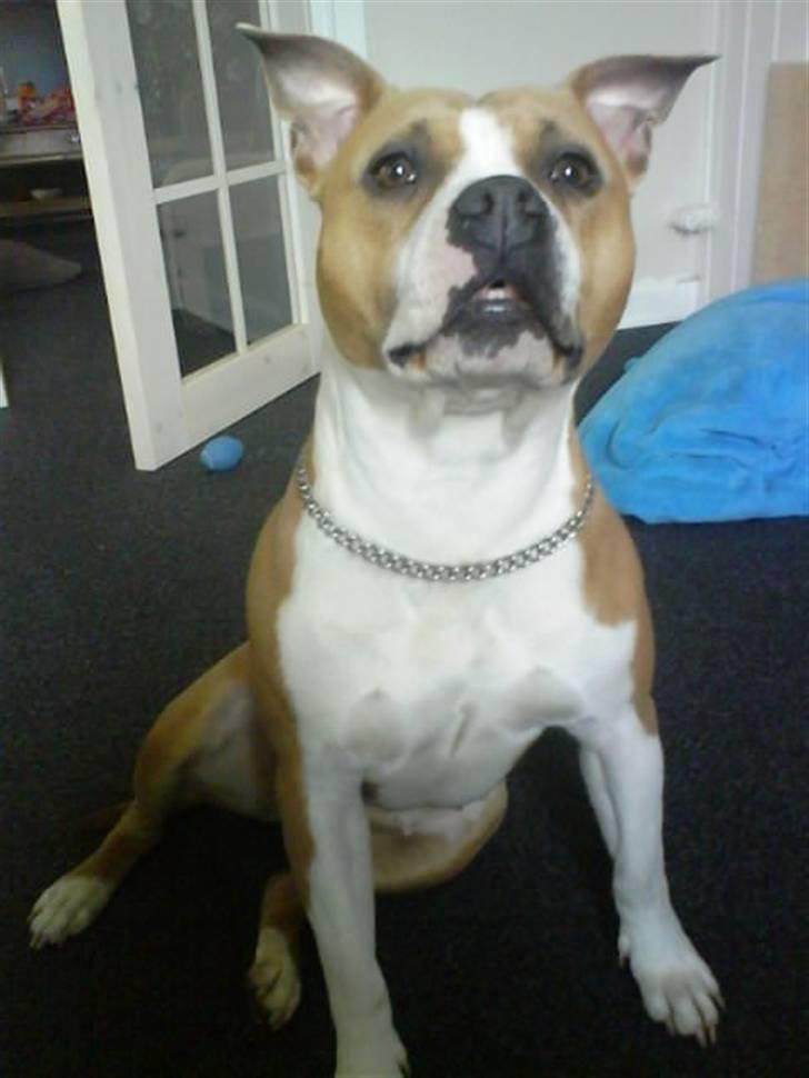 Amerikansk staffordshire terrier Tippe billede 19