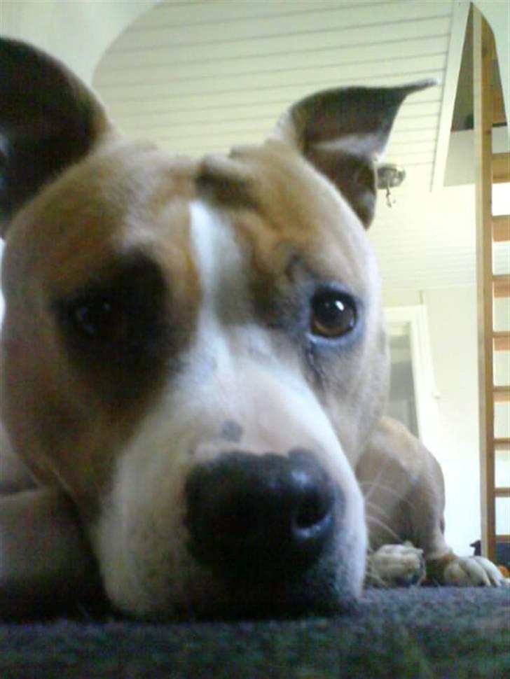 Amerikansk staffordshire terrier Tippe billede 20