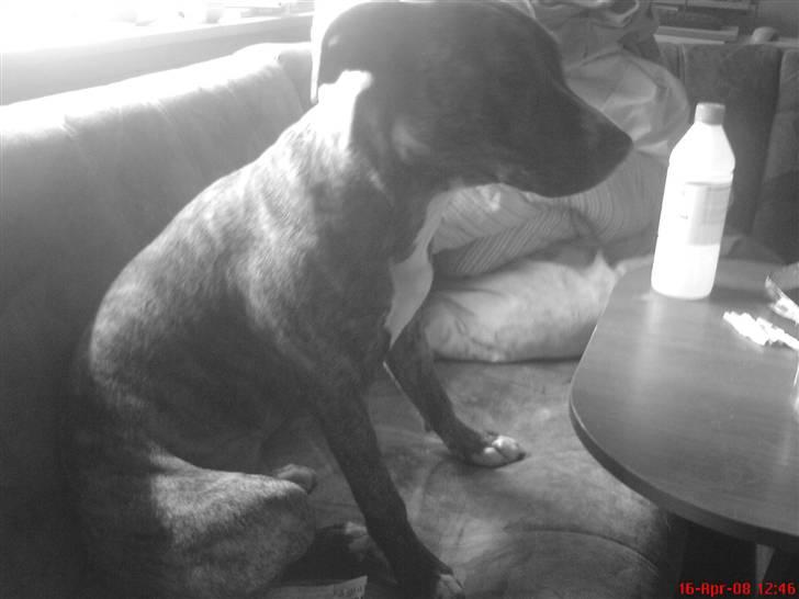 Amerikansk staffordshire terrier Kaya billede 6