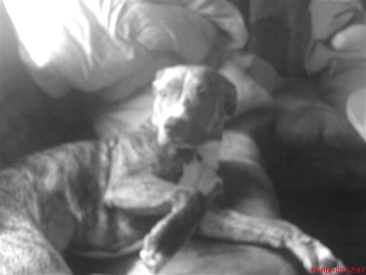 Amerikansk staffordshire terrier Kaya billede 7