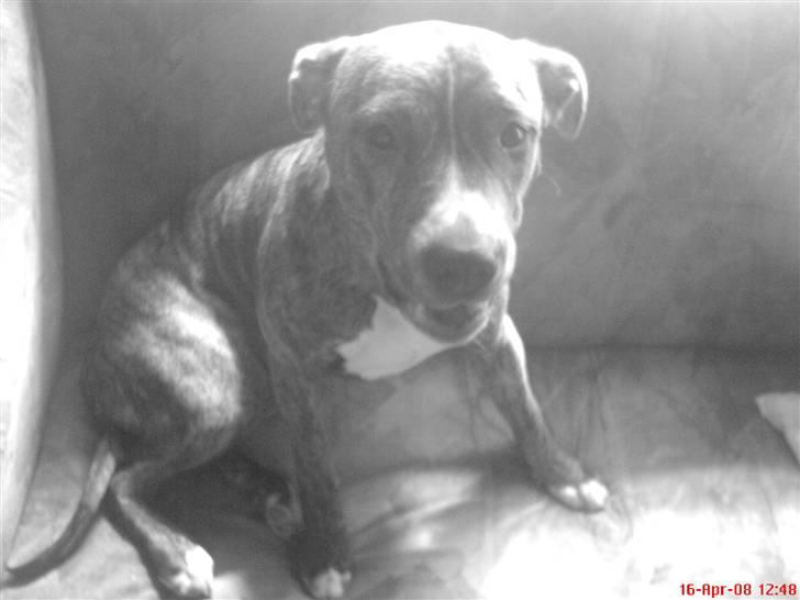 Amerikansk staffordshire terrier Kaya billede 8