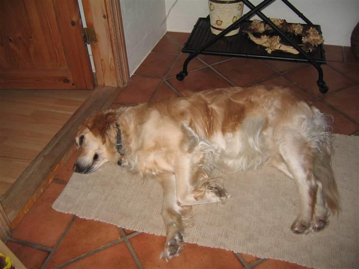 Golden retriever Bella *DØD* billede 1