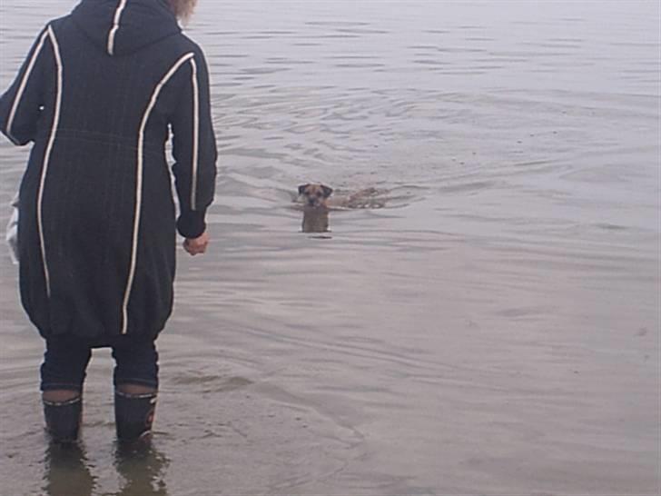 Border terrier Tulle billede 19