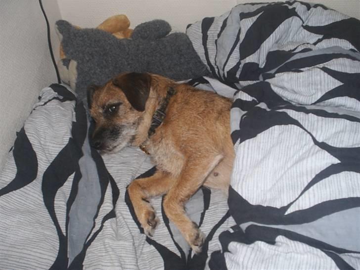 Border terrier Tulle billede 20