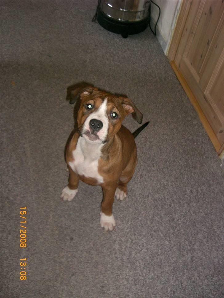 Amerikansk staffordshire terrier Donna  - Donna billede 1