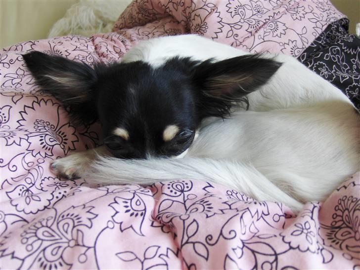 Chihuahua Dolly billede 9