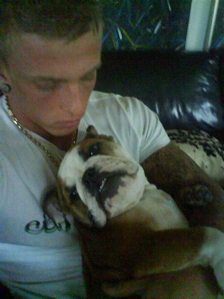 Engelsk bulldog Trille billede 11