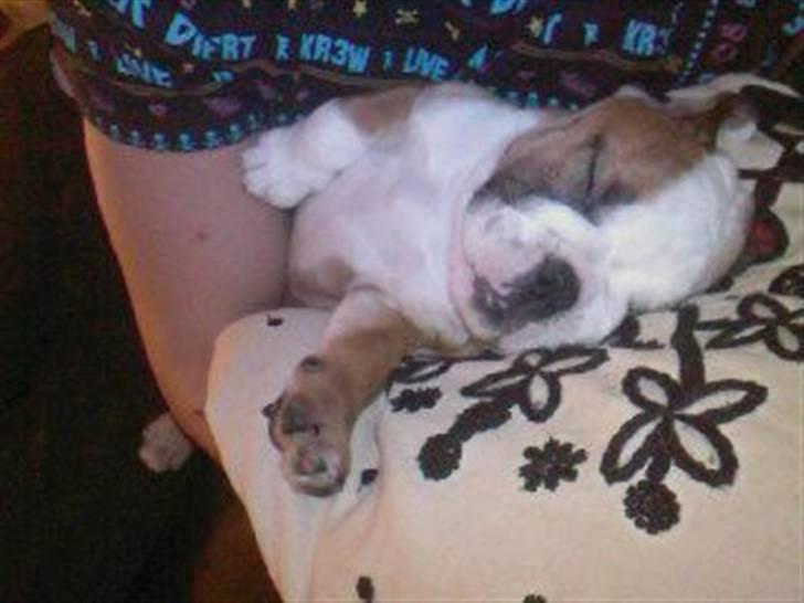 Engelsk bulldog Trille - 8uger gammel billede 12