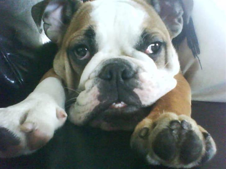 Engelsk bulldog Trille - Triller et HALVT år billede 13