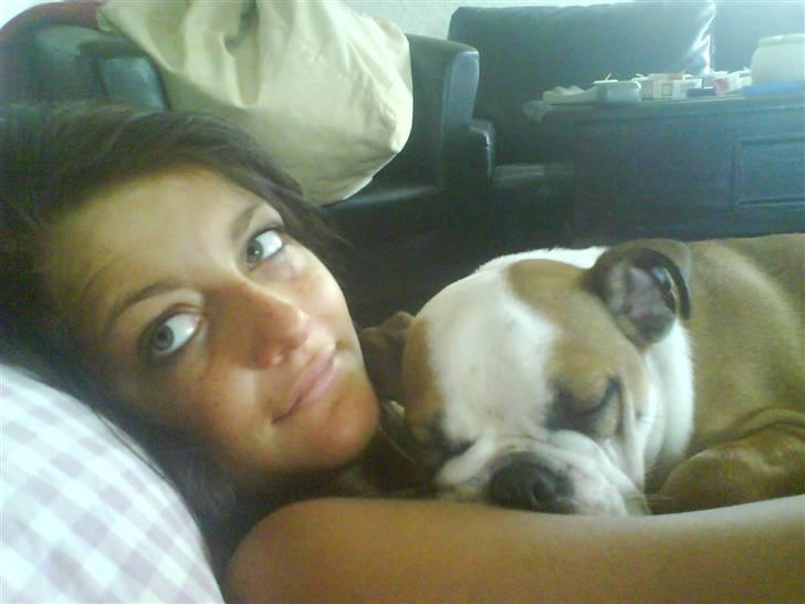 Engelsk bulldog Trille billede 14