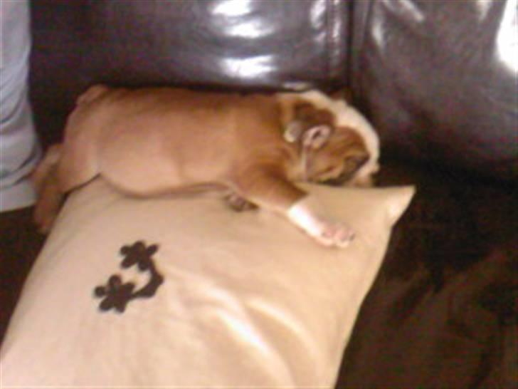 Engelsk bulldog Trille - 8uger gammel lige kommet hjem til os for første gang billede 15