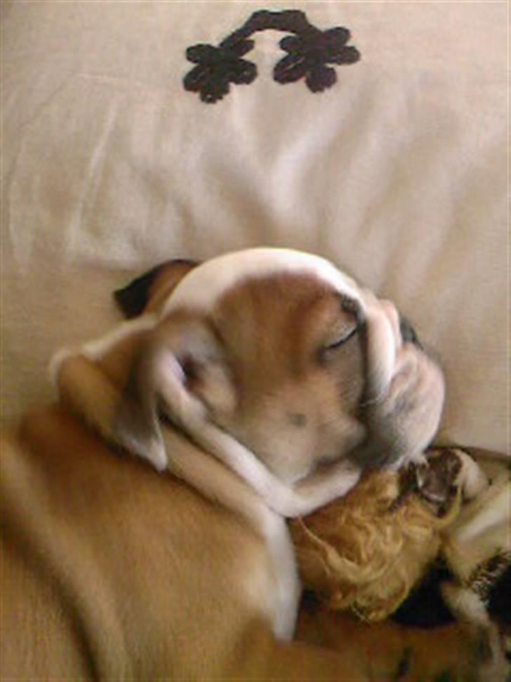 Engelsk bulldog Trille billede 16