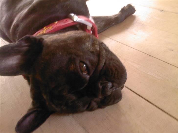 Fransk bulldog Trunte  billede 16