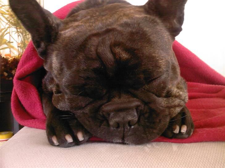 Fransk bulldog Trunte  billede 17