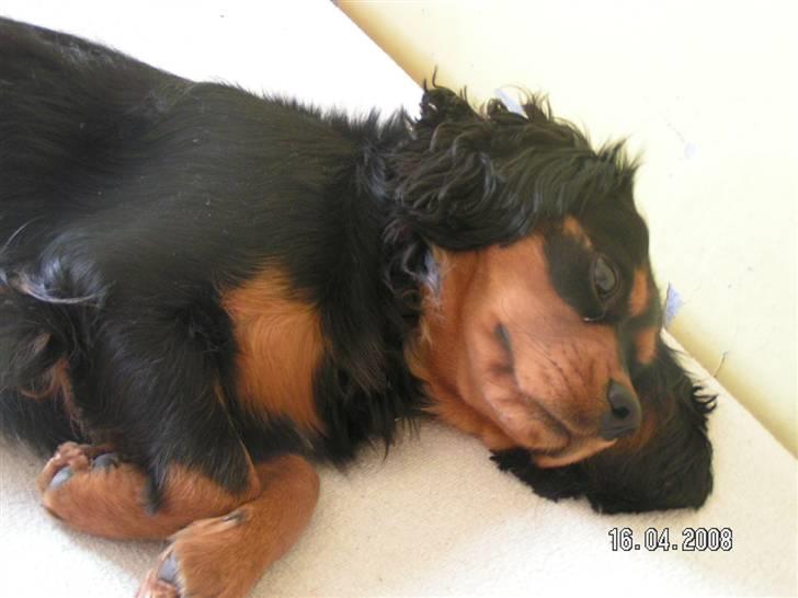 Cavalier king charles spaniel Smilla - smilla tar en slapper billede 10