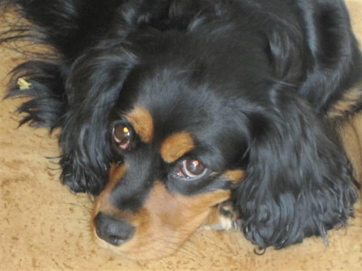 Cavalier king charles spaniel Smilla - jeg tror lige jeg tar mig en lur:) billede 11