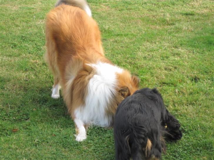 Cavalier king charles spaniel Smilla - Lad mig nu være Bobby billede 12