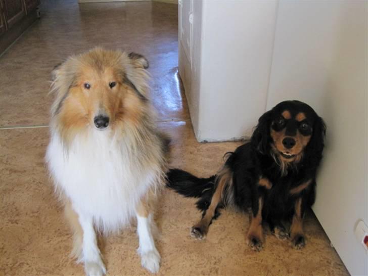 Cavalier king charles spaniel Smilla - Det her er min ven Bobby billede 13